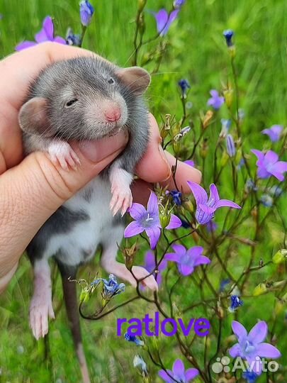 Крысята крысы дамбо малыши от ratlove