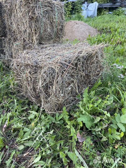 Сено в тючках