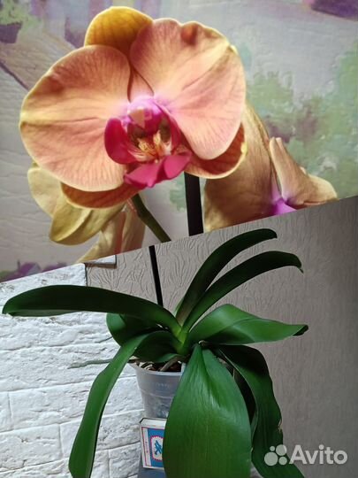 Фаленопсис Карибская мечта