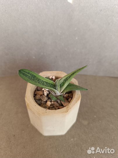 Кактусы и суккуленты