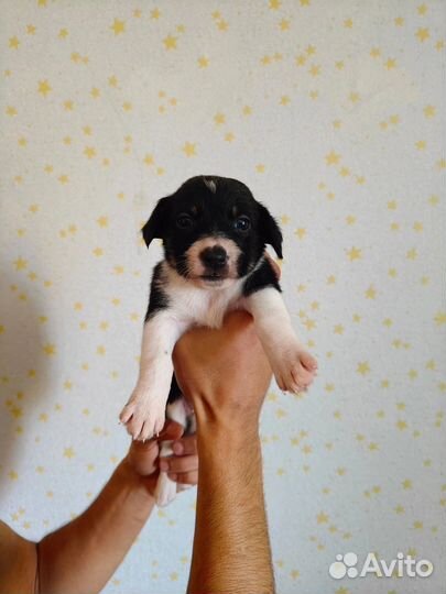 Отдадим щенят в добрые ручки