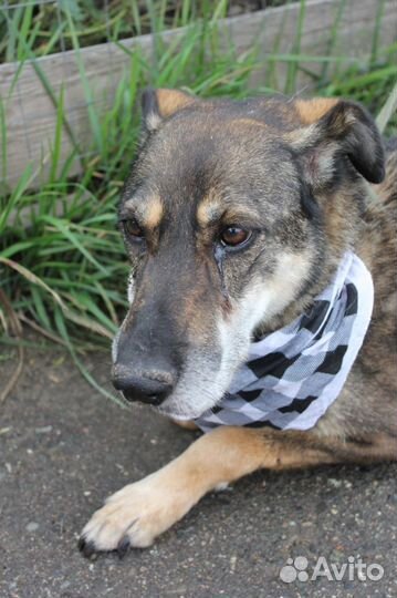 Собака в дар. Не дайте Магде умереть в приюте