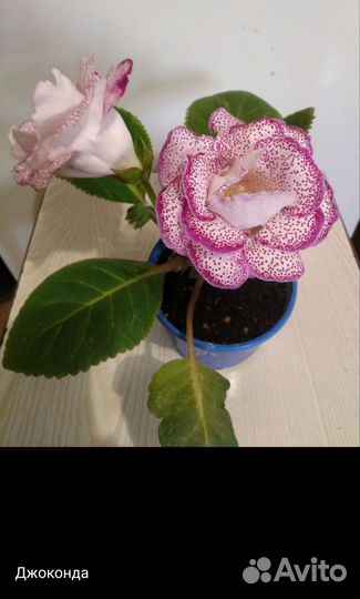Глоксиния