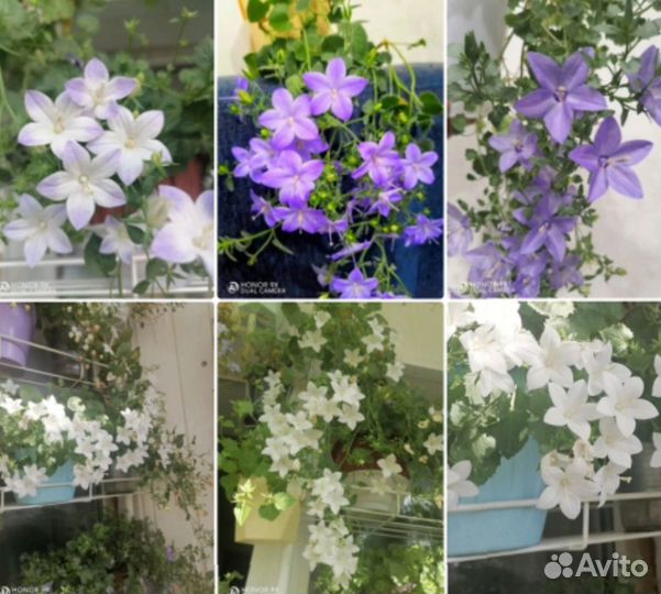 Выставка растений в Магнитогорске