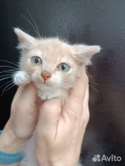 Котенок полтора масяца мальчик в добрые руки