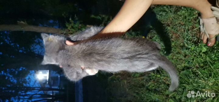 Продаю котёнка