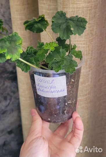 Пеларгония Ириол Алиенора Аквитанская