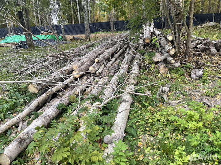 Дрова бесплатно самовывоз (стволы осины)