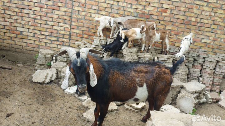 Нубийская порода, козёл на племя, козы, козлята