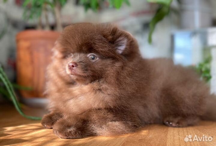 Померанский шпиц шоу класс