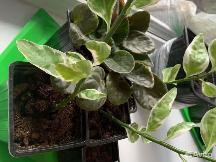 Горшечные домашние растения