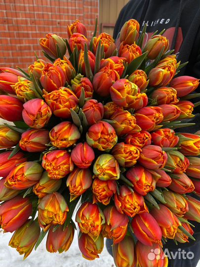 Тюльпаны оптом