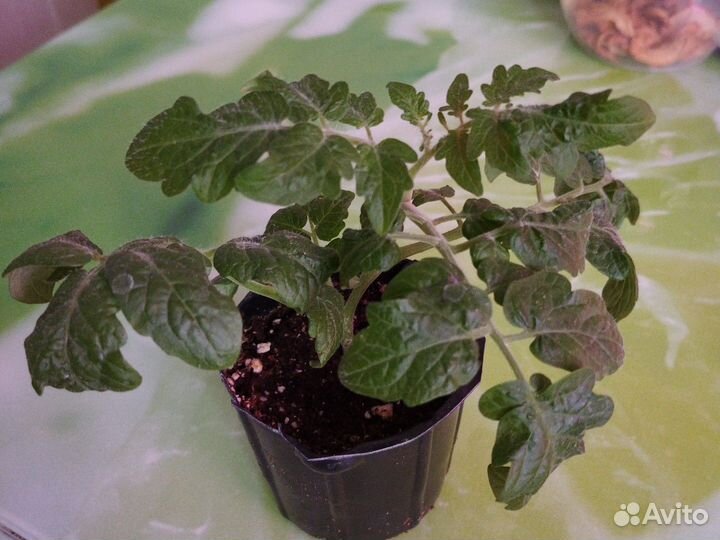 Рассада черри Балконное чудо