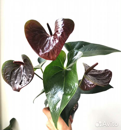 Антуриум шоколадный Эсенция