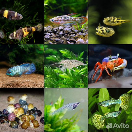 Аквариумные рыбки, креветки, улитки, рептилии