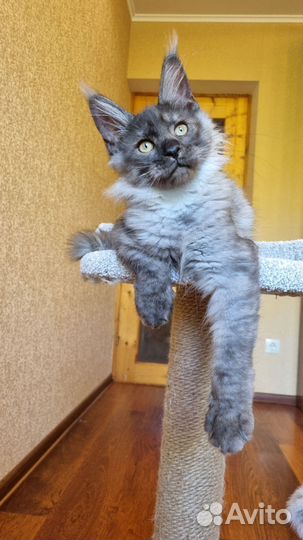 Шикарный кот дым