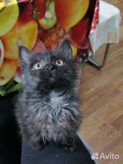 Котята турецкой ангоры