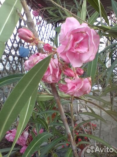 Олеандр махровый розовый