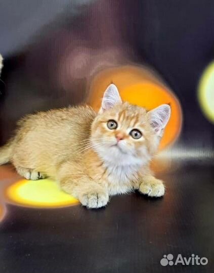 Супер котята золотого окраса