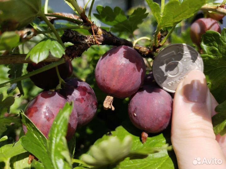 Саженцы красного крупного крыжовника, зкс