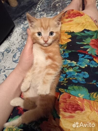 Кошка в дар