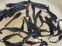 Рыбопосадочный материал Кларий Мраморный