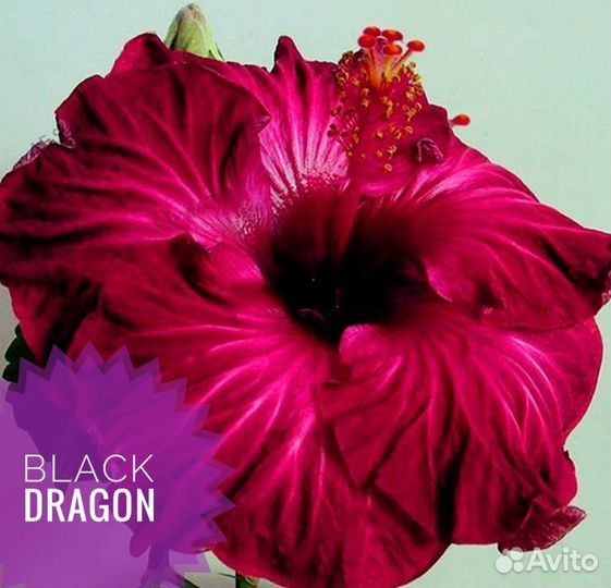 Гибискус гибридный черенок