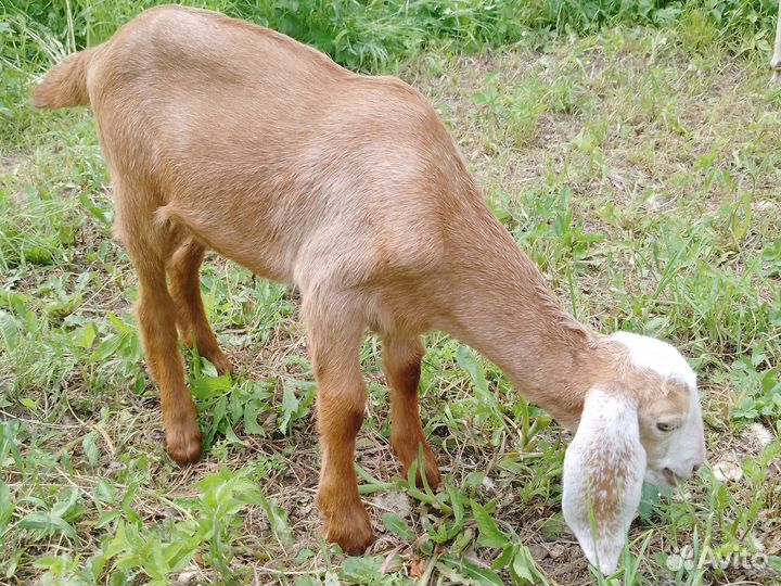 Нубийские козы