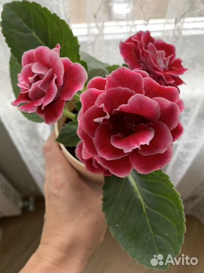 Глоксинии,бегонии, пеперомия, фикус и др