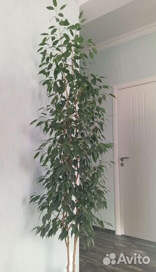 Фикусы бенджамина