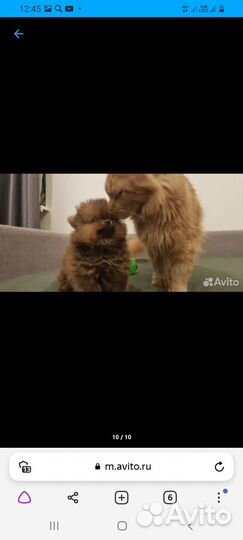 Животные, аренда,доставка