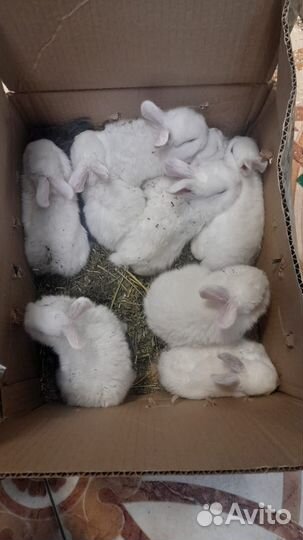 Карликовые кролики