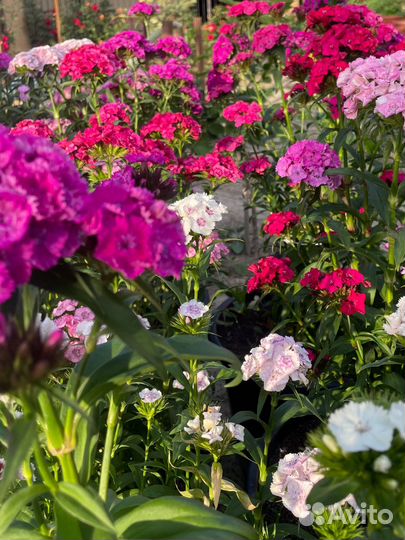 Турецкая гвоздика любых цветов