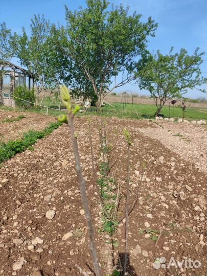 Саженцы инжира