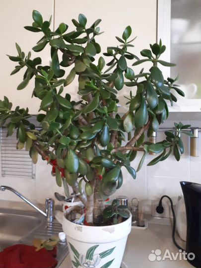 Комнатные цветы