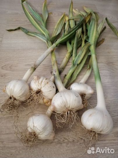 Рокамболь (головки, однозубка, детки)