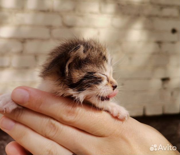 Котята с ладошку