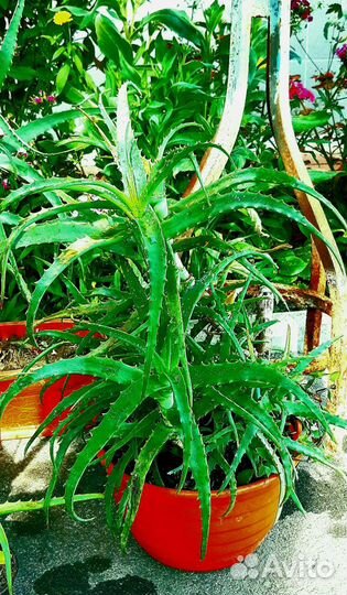 Алоэ Столетник