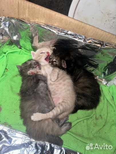 Котята в добрые руки