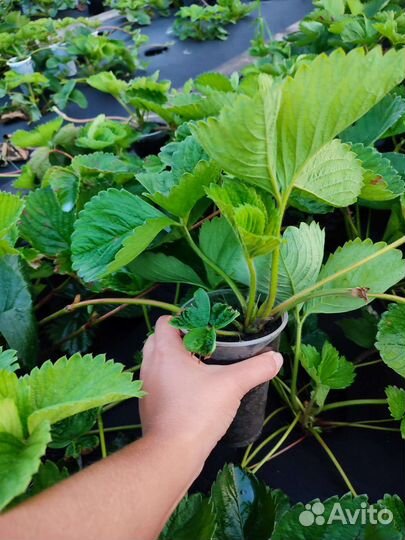 Рассада клубники 30 сортов