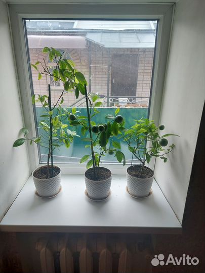 Павловский Мандарин(плодоносящий)