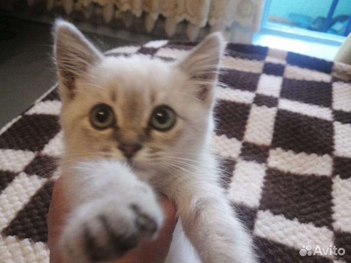 Кошка в дар