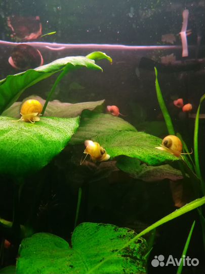 Улитки ампулярии