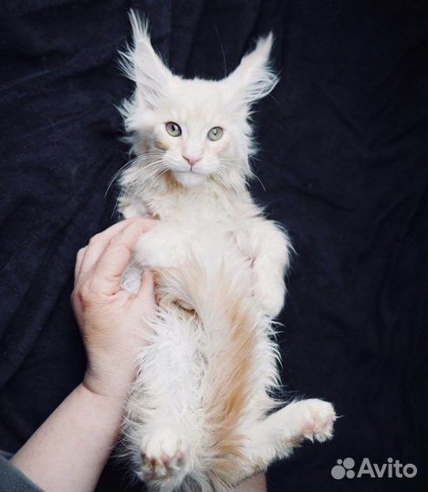 Мейн Кунята и 2 кота на вязку классики и полидакты