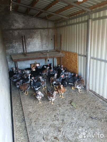 Петушки и курочки ливенские ситцевые