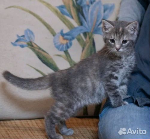 Малышка Нэнси(4мес.) ждёт свою семью