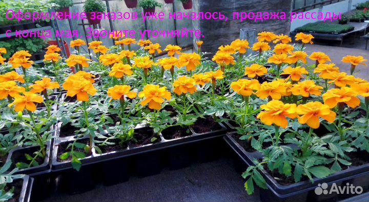 Рассада, астра, портулак, петуния, бархатцы