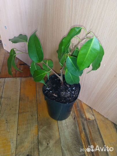 Фикус Даниэль