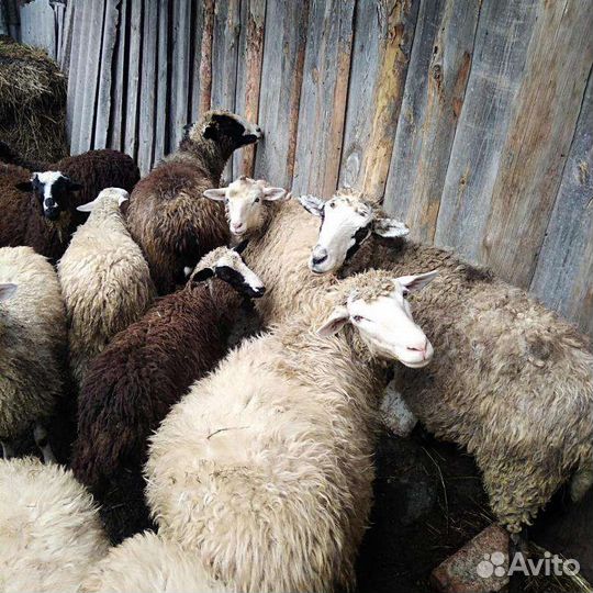 Овцематки курдючные