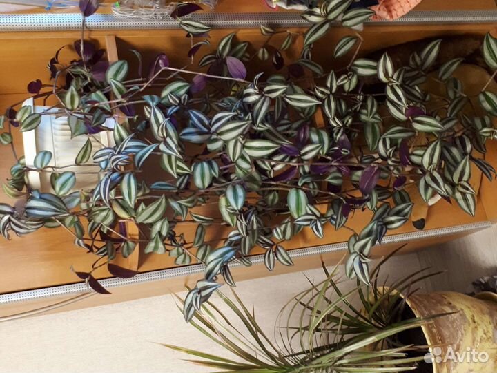 Традесканция зебрина и цитрусовые